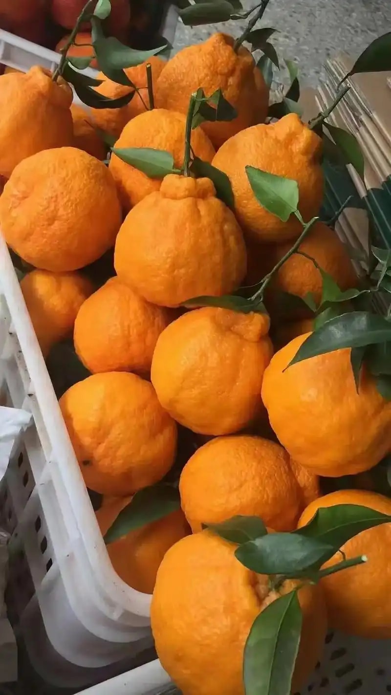 丑橘爱媛果冻橙 140
