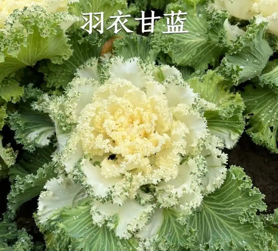 有机菠菜束 8