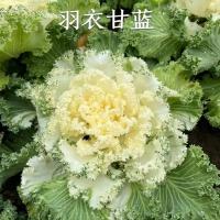 有机菠菜束 8