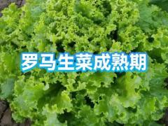 低卡沙拉组合 106