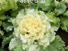 红富士苹果箱 7