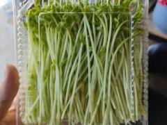 油麦菜鲜捆 46