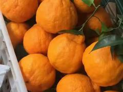 香菇鲜品盒 10