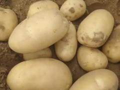 即食沙拉菜 11